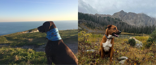 RUNNING WITH YOUR DOG